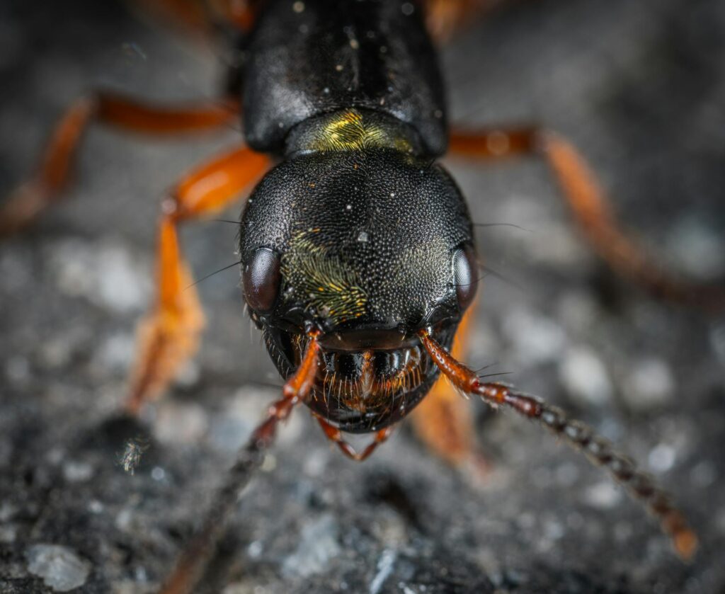 ant general pest control service