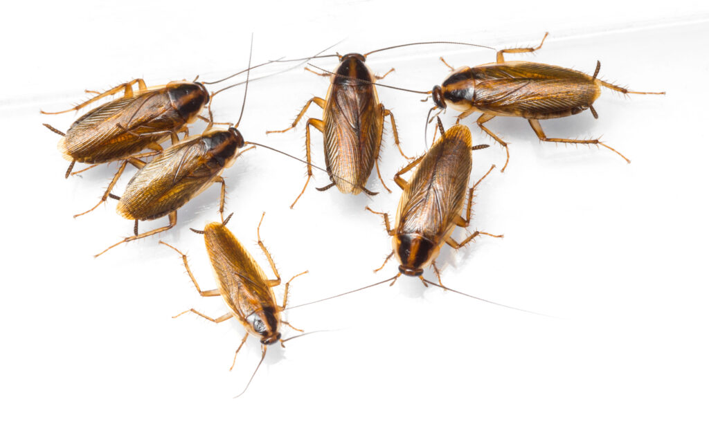 home in need of german roach treatment