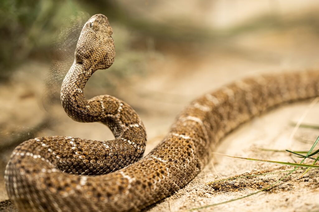 snake removal services