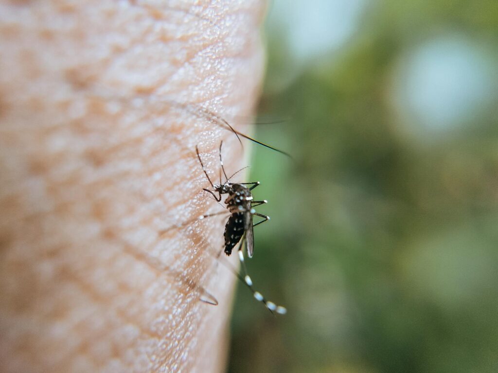 mosquito treatment company