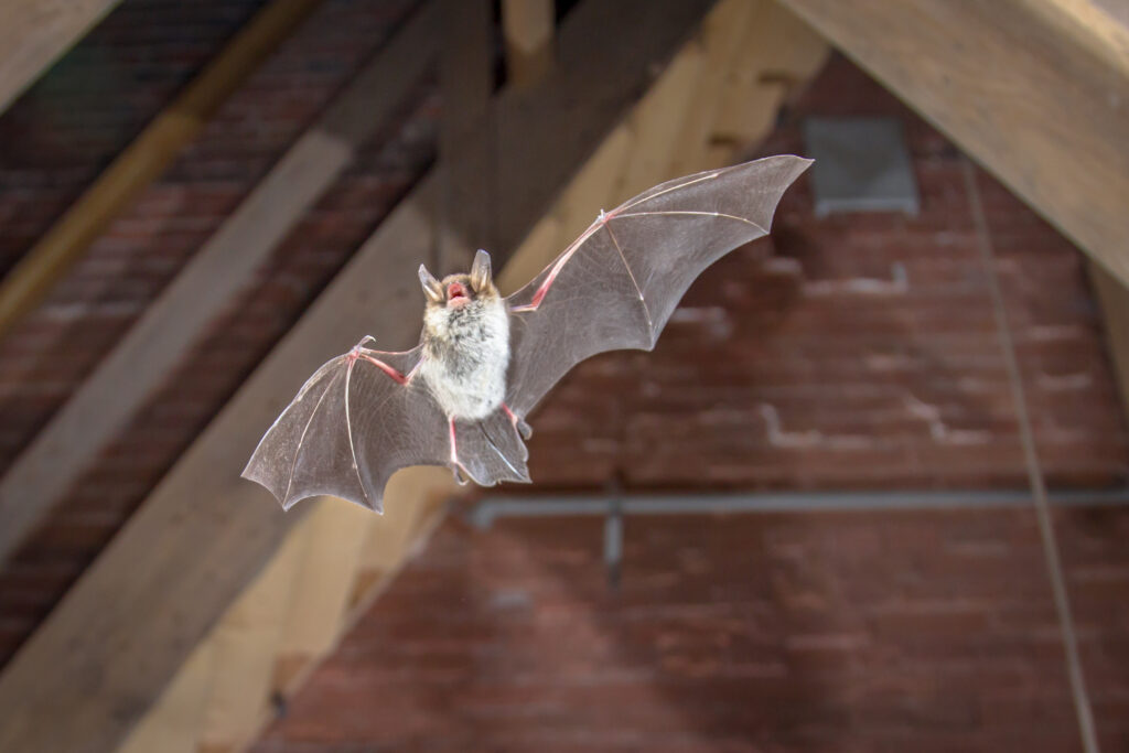 bat in attic - needs wildlife removal and relocation