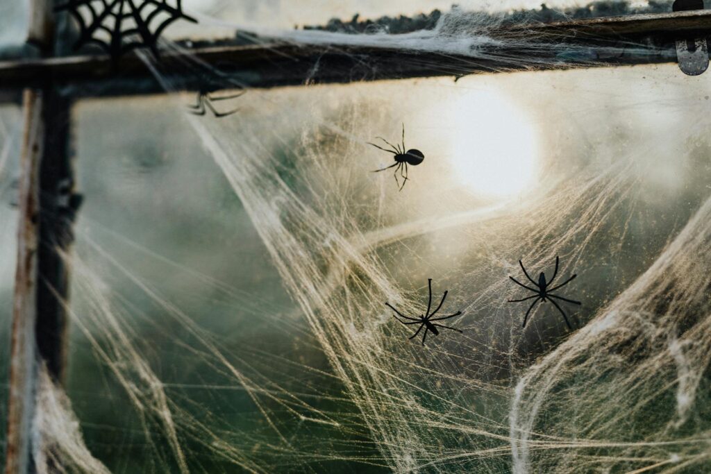 need for spider treatment and control