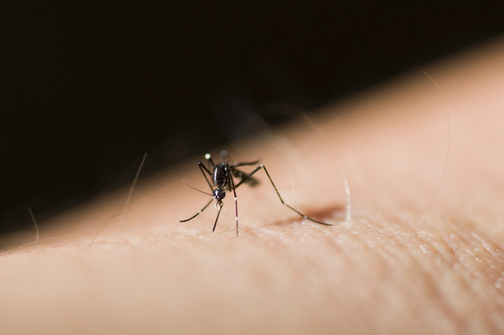 irritating mosquito in need of mosquito treatment